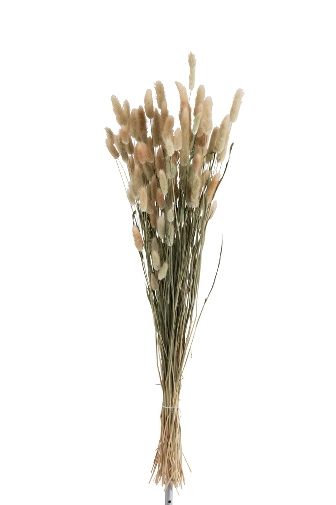 Bundle Plume Bunnytail Dried Grass Natural